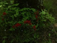 IMG_9655.JPG