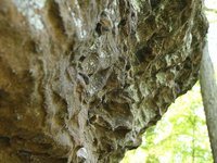 IMG_9661.JPG