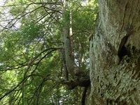 IMG_9686.JPG