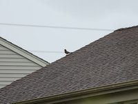 IMG_9621.JPG