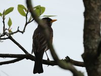 IMG_9631.JPG