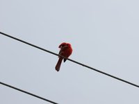IMG_9667.JPG