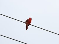 IMG_9675.JPG