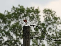 IMG_9761.JPG