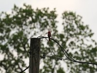 IMG_9762.JPG