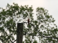 IMG_9763.JPG