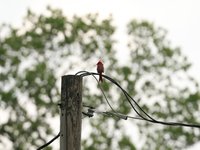 IMG_9765.JPG