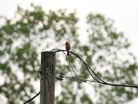 IMG_9766.JPG