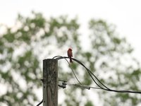 IMG_9767.JPG