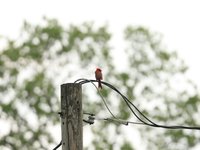 IMG_9772.JPG