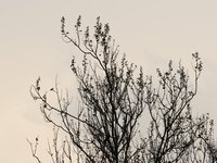 IMG_9790.JPG