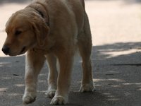 IMG_0043.JPG