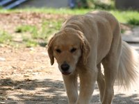 IMG_0052.JPG