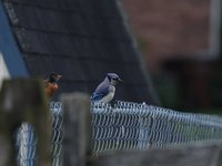 IMG_0079.JPG