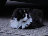 IMG_0200.JPG