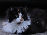 IMG_0212.JPG