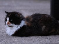 IMG_0217.JPG