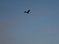 IMG_0968.JPG