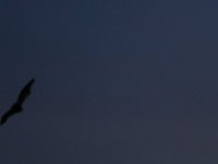 IMG_0973.JPG