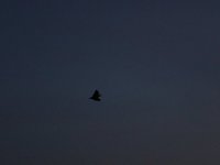 IMG_0974.JPG