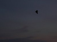 IMG_0975.JPG