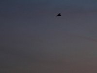 IMG_0976.JPG