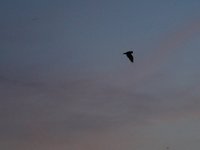 IMG_0977.JPG