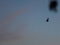 IMG_0978.JPG
