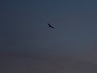 IMG_0983.JPG