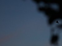 IMG_0985.JPG