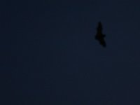 IMG_0986.JPG