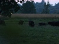 IMG_1007.JPG